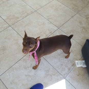 LILO'S Mobile Pet Spa - Pet Groomers Near Me