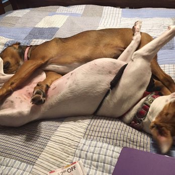 Whispering Pines Pet Resort - Riley & Skylar, wiped out after day at daycare. - Pet Groomers Near Me - Longmont, Colorado
