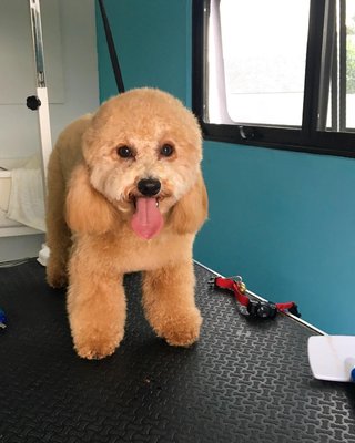 EL PASO GROOMING - Updated February 2026 - 14 Photos - El Paso, Texas