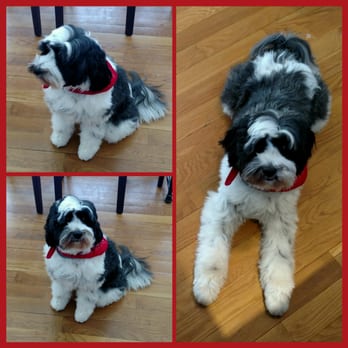 Greenfield Hill Dog Grooming - Grayson is showing of his new hair cut. Amazing all the matting is out and his hair is still long. I know that was a lot of work! - Pet Groomers Near Me - Fairfield, Connecticut Greenfield Hill Dog Grooming - Grayson is showing of his new hair cut. Amazing all the matting is out and his hair is still long. I know that was a lot of work! - Pet Groomers Near Me - Fairfield, Connecticut