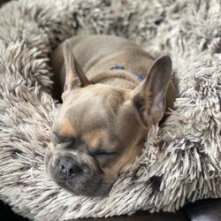 Tasha's Frenchies - Oakley in March of 2022.