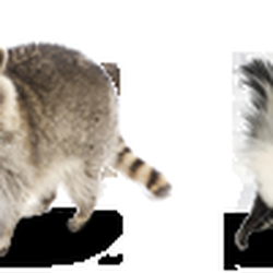 Anderson Wildlife Control