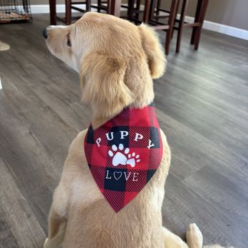 Ikadoodles - Pet Breeders Near Me - Oakdale, California