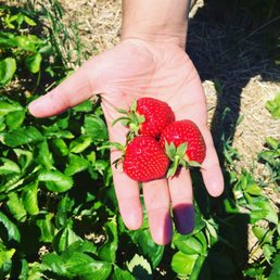 a hand holding three strawberries a hand holding three strawberries
