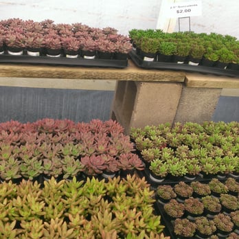 Oasis Water Efficient Gardens - Nurseries & Gardening Near Me - Escondido, California
