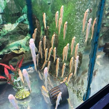 Rosemead Aquarium - Pet Stores Near Me - Rosemead, California
