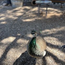 Arizona Hops and Vines - Shirley the peacock