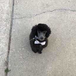 He even gets cute bow ties! He even gets cute bow ties!