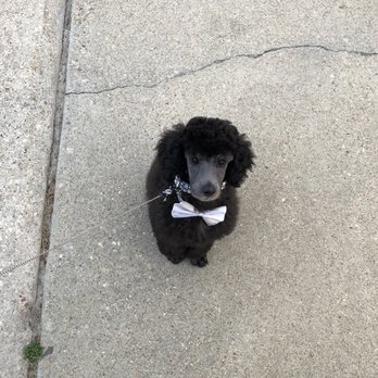 Critter Cleaners - He even gets cute bow ties! - Pet Groomers Near Me - Hampton, Virginia Critter Cleaners - He even gets cute bow ties! - Pet Groomers Near Me - Hampton, Virginia