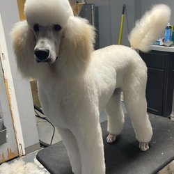 Modern Groomers - Aren't  I handsome?  I just got my hairs cut.