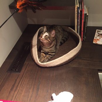 Koneko - You can adopt and take these little guys home - Breakfast & Brunch Near Me - New York, New York
