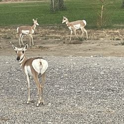 The Crippled Spider RV Park & Campground - Antelope at the campground