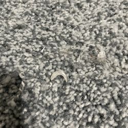 Magnolia Carpet Cleaning - A cat claw sitting right on top of the carpet