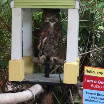 Brevard Zoo - Scary owl. Wide awake during the day. - Zoos Near Me - Melbourne, Florida