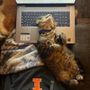 Photo of Pawsitively Keasch