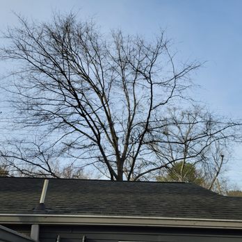 ATL Tree Work - Before - Tree Services Near Me - Snellville, Georgia ATL Tree Work - Before - Tree Services Near Me - Snellville, Georgia