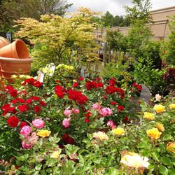 Pike Nurseries