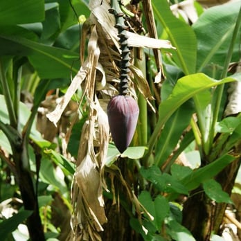 El Yunque Rainforest - cacao pod - Hiking Near Me - Luquillo, Puerto Rico