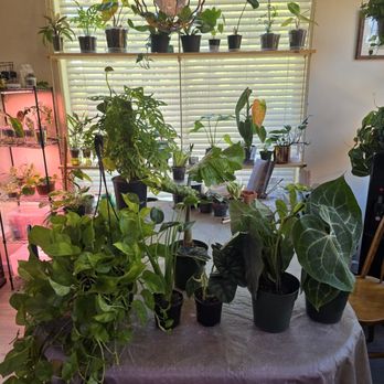 Good Plant Keeping - Newest shipment arrived - Nurseries & Gardening Near Me - Valrico, Florida Good Plant Keeping - Newest shipment arrived - Nurseries & Gardening Near Me - Valrico, Florida