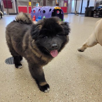 K9 Lifeline - Baby staff dog Stevie - Pet Training Near Me - Draper, Utah