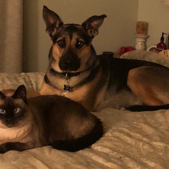 K-9 Behavior Services - Perfect Pup - Pet Training Near Me