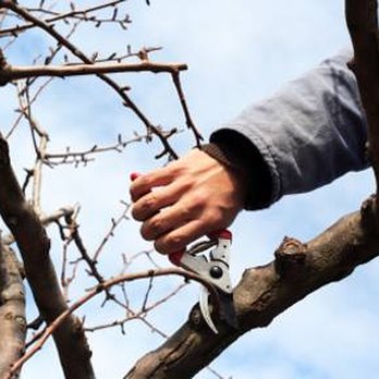 The Tree People - Tree Services Near Me - Pasadena, Maryland The Tree People - Tree Services Near Me - Pasadena, Maryland