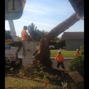 Simply Trees - Tree Services Near Me - Manteca, California