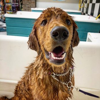 Bark Avenue - Pet Stores Near Me - Rocklin, California