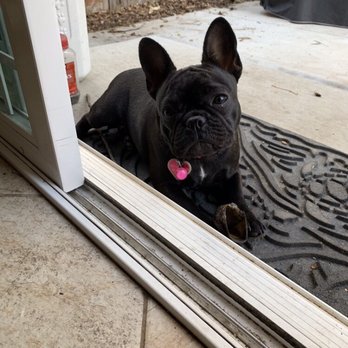 Distinctive French Bulldogs - She likes to know what's going on inside and outside! - Pet Breeders Near Me Distinctive French Bulldogs - She likes to know what's going on inside and outside! - Pet Breeders Near Me