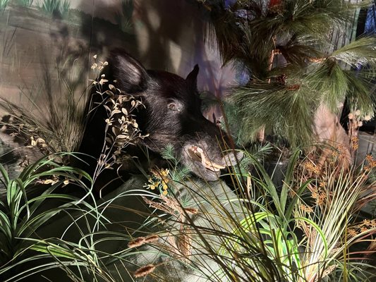 Lake Houston Wilderness Park by null