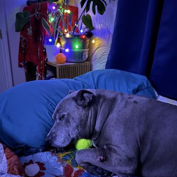 Foothills Animal Clinic - Betty sleeping happily and in no pain! - Veterinarians Near Me - El Paso, Texas Foothills Animal Clinic - Betty sleeping happily and in no pain! - Veterinarians Near Me - El Paso, Texas