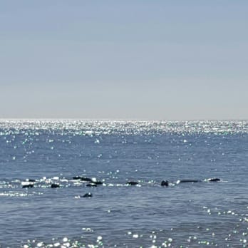 Nauset Beach - 8 -10 seals swimming together - Beaches Near Me - Orleans, Massachusetts