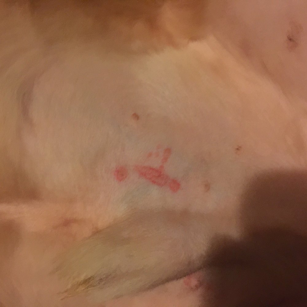 PetSmart - Never again...cut him close to his manhood...he came home shaking and scared. - Pet Stores Near Me - Stockton, California