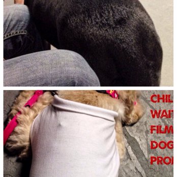 WCIU Channel 26 - Dog Promo's - Radio Stations Near Me - Chicago, Illinois WCIU Channel 26 - Dog Promo's - Radio Stations Near Me - Chicago, Illinois