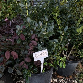 Rodriguez Nursery - Nurseries & Gardening Near Me - Houston, Texas Rodriguez Nursery - Nurseries & Gardening Near Me - Houston, Texas
