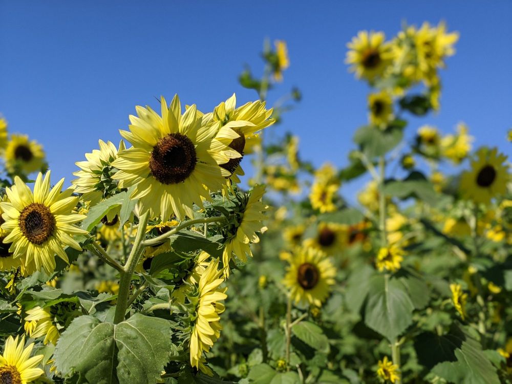 SPANGLER FARMS Updated October 2024 8081 W County Rd 200 S