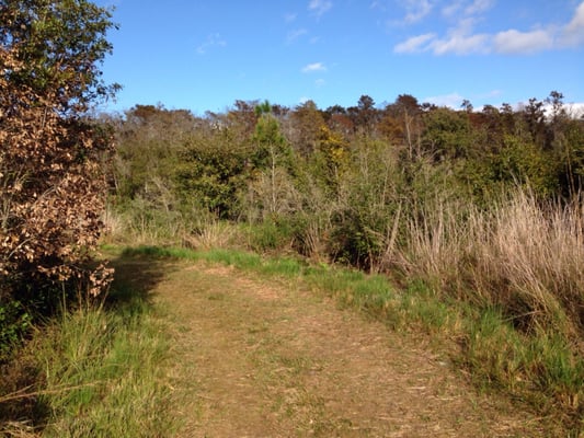 The Nature Conservancy's Disney Wilderness Preserve by null