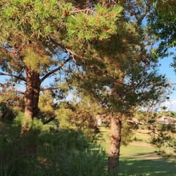 The Paseo Walking Path