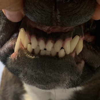 Banfield Pet Hospital - Front angle of all front teeth. Look at the difference in both sides...I see my pet every day you can't miss this! - Veterinarians Near Me - Union, New Jersey Banfield Pet Hospital - Front angle of all front teeth. Look at the difference in both sides...I see my pet every day you can't miss this! - Veterinarians Near Me - Union, New Jersey