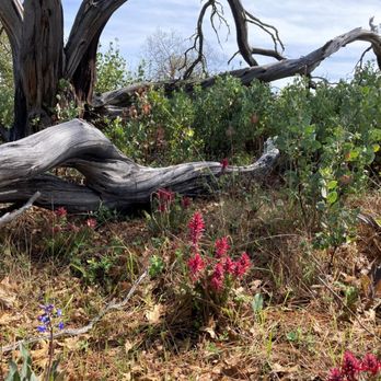 Middle Ridge Trail - The 2 most characteristic features of this trail are the Indian Warriors and the gray-colored dead trees. - Hiking Near Me - Morgan Hill, California
