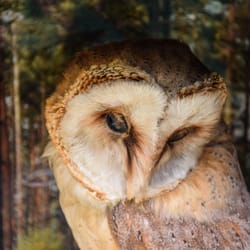 Außenmühlenfest - NABU informiert, welche Tiere hier leben