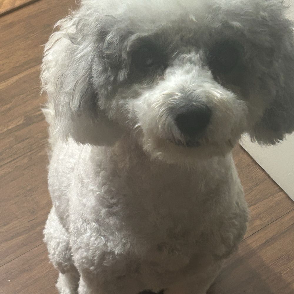 Underdog Pet Stylist - Beatrice - Pet Groomers Near Me - Oxnard, California Underdog Pet Stylist - Beatrice - Pet Groomers Near Me - Oxnard, California
