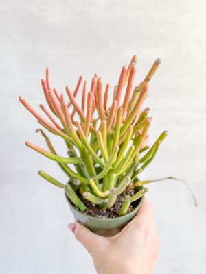 Ed's Plant Shop by null