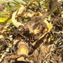 Photo of Fast Gopher Service