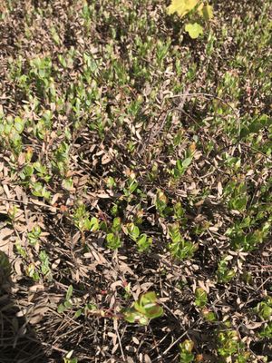 Muskoka Lakes Farm & Winery by null