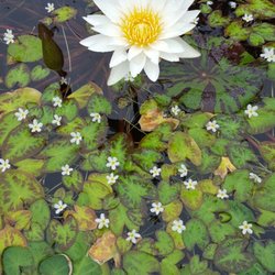 The Lily Pond