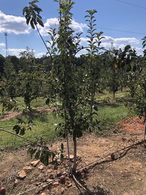 B.J. Reece Orchards by null