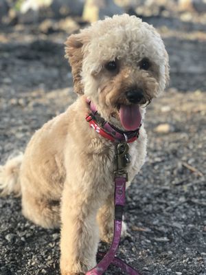 dog training etobicoke