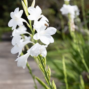 Kula Botanical Gardens - Parks Near Me - Kula, Hawaii