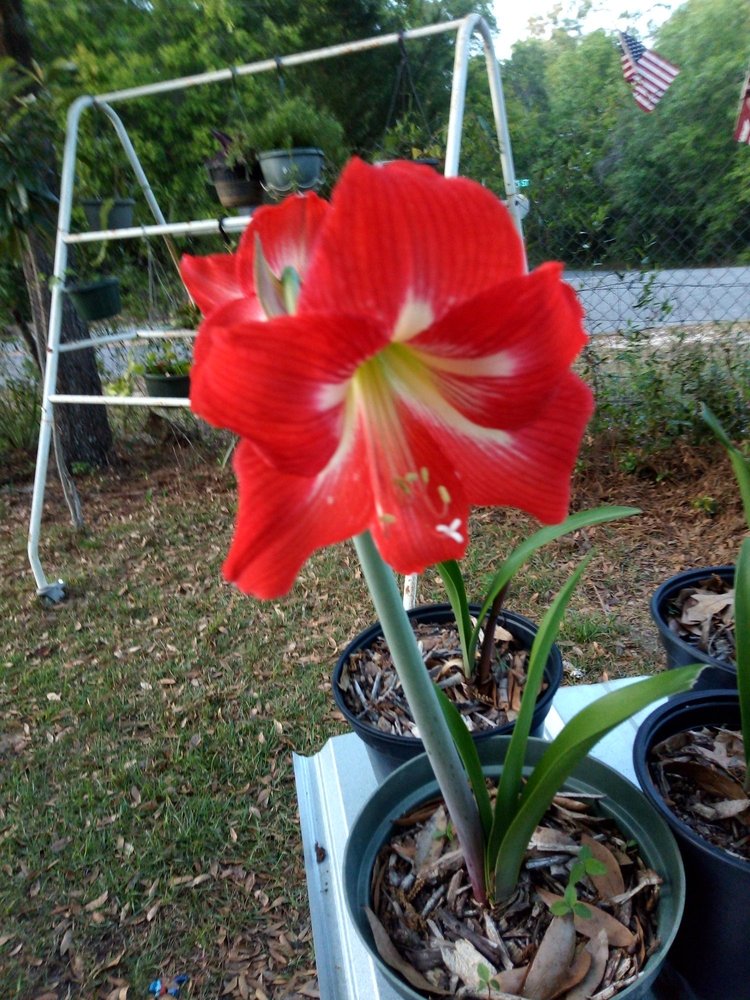 BRONSON MIDDLE/HIGH SCHOOL Updated July 2024 1 Eagle Dr, Bronson